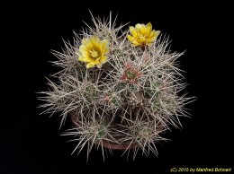 Echinocereus maritimus ssp. hancockii 1088